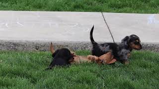 Mini Dachshund Puppies For Sale