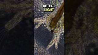 Sea Monkey Under Microscope! #microscope #microscopy #science