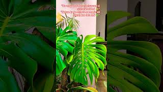 “New Monstera leaf☘️ popping out—fresh, glossy, and naturally moisturized #NewLeaf #PlantGrowth