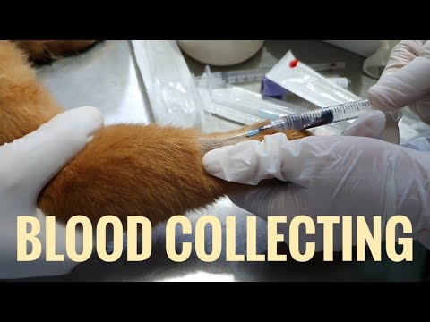 Proses Pengambilan Darah Pada Anjing