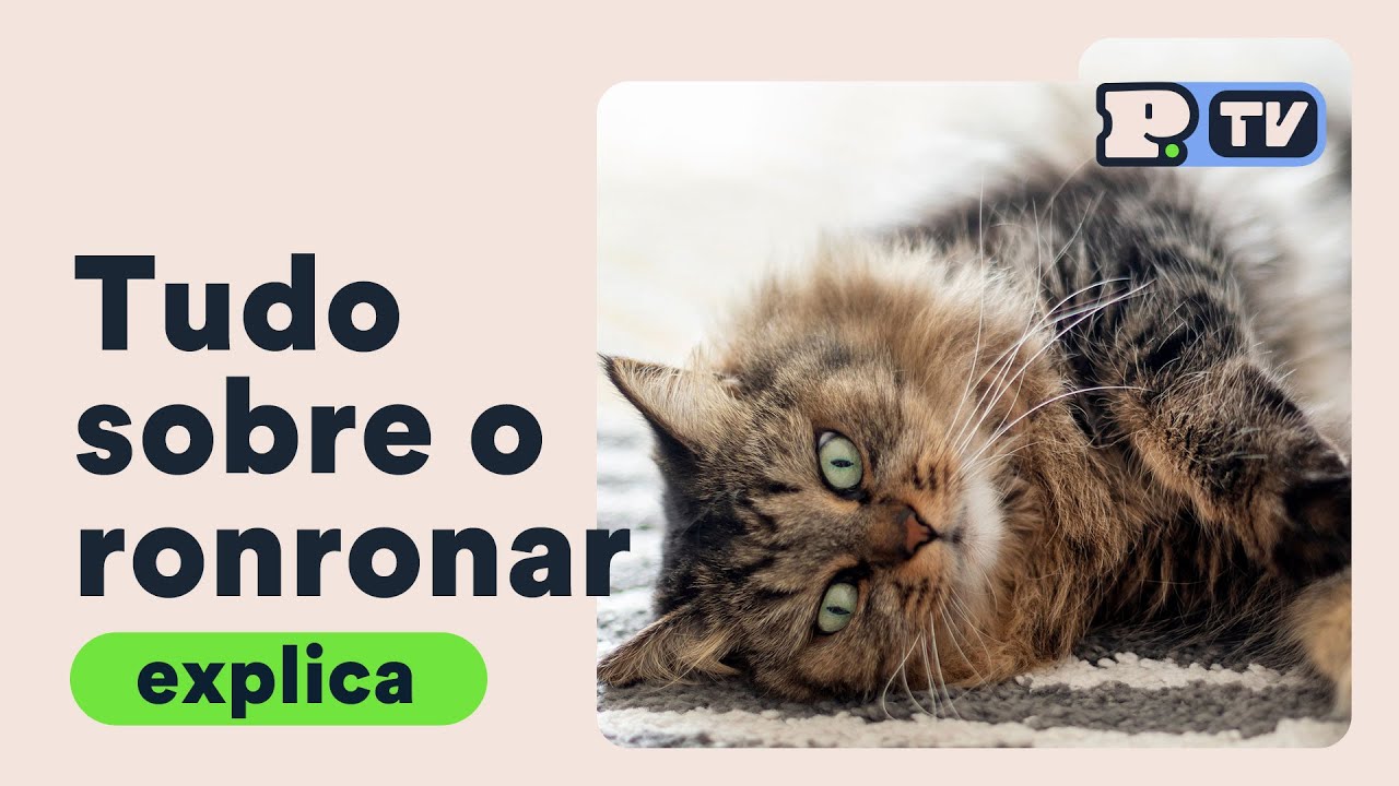 Ronronar Rugido Tudo sobre ronronar - YouTube