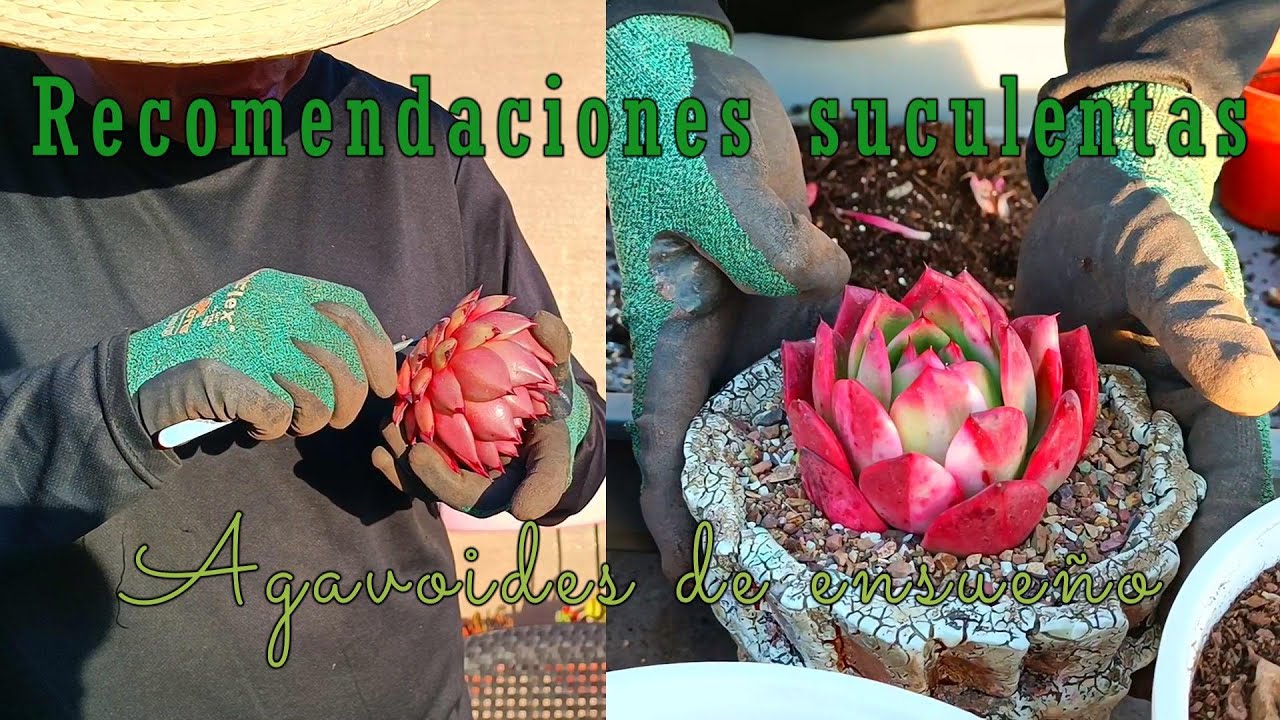 Requerimientos de nuestros agavoides para desarrollar saludables #trasplante #suculentas #agavoides