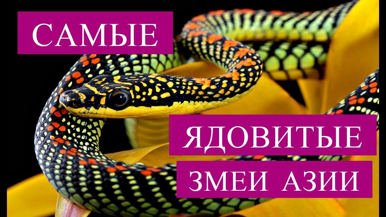 Змеи вьетнама описание Змеи вьетнама описание