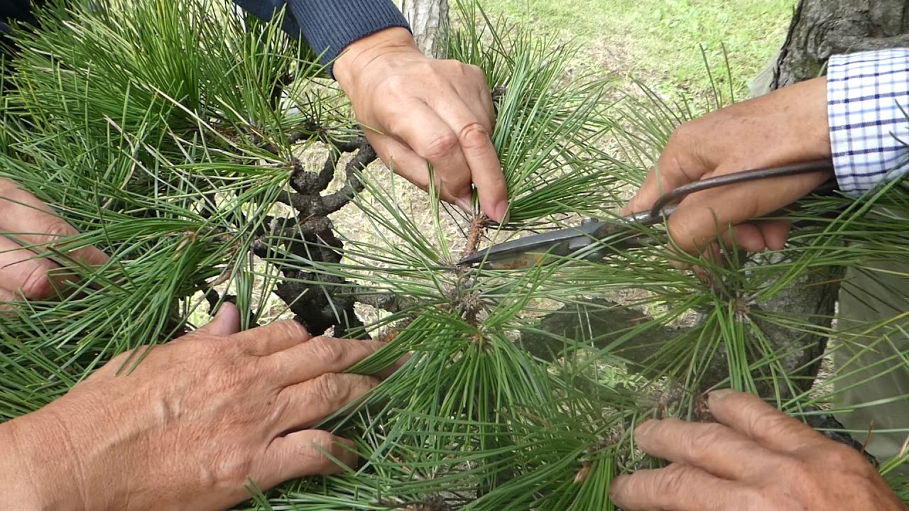 How To Prune Pine In Autumn 松の剪定 17秋 葉もみ Oct 17 P101 Youtube