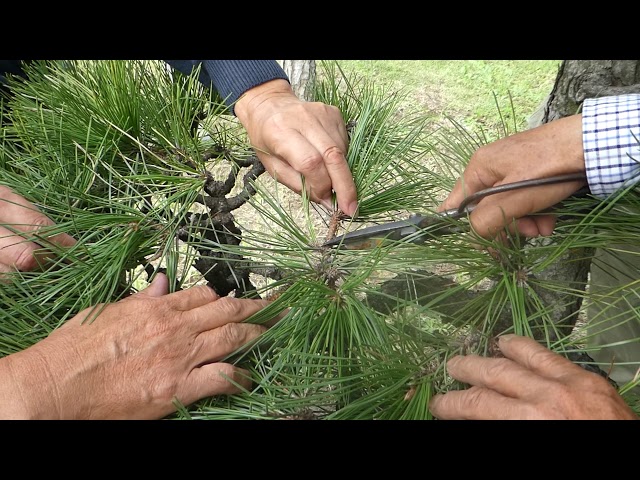 How to prune pine in autumn 松の剪定(2017秋) 葉もみ ② Oct.2017