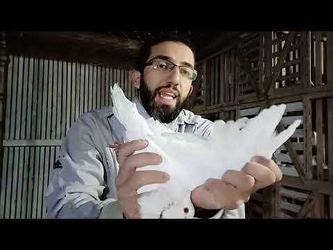 علاج مرض الروشه التواء الرقبه الباراميكسو عند الحمام