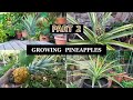 The Joy Of Growing Pineapples - How To Grow Pineapple Plants In Containers - Part 2