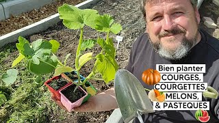 Comment bien planter COURGETTES, COURGES 🎃, MELONS 🍈 & PASTEQUES 🍉 (puis réussir leur culture)『TUTO』