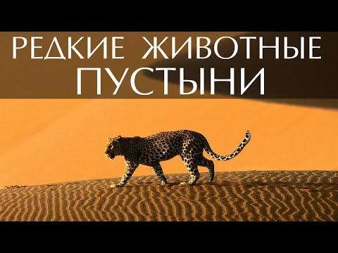 Редкие животные пустыни