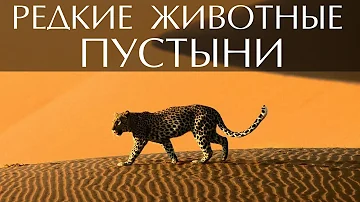 Редкие животные пустыни