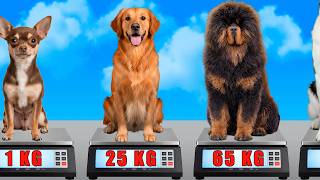 🐶Dog Breeds by Weight – Smallest to Biggest
