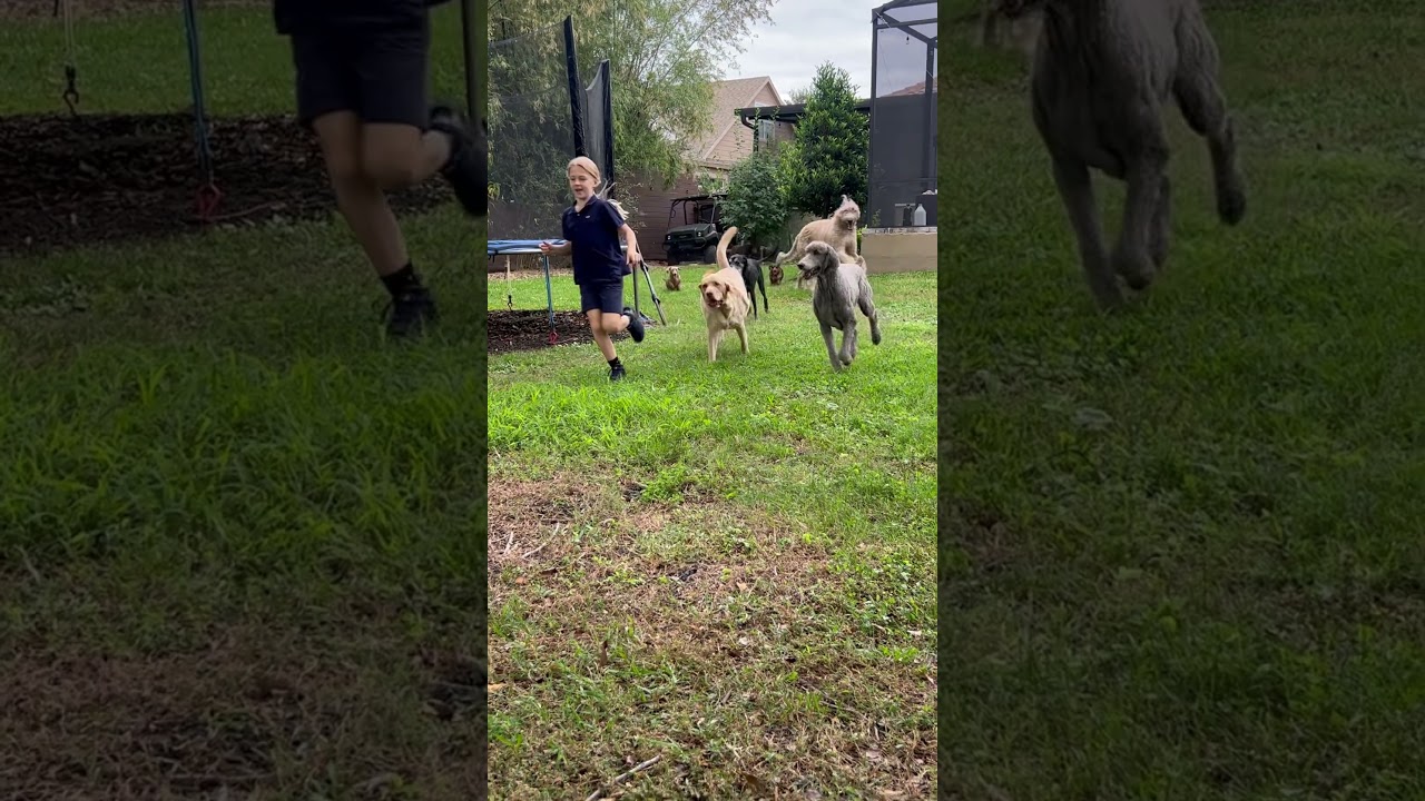 Pack of 7 dogs running with Broderick.  