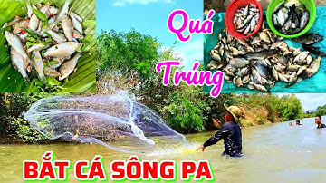 Bắt Cá Sông Pa Quá Nhiều, Cùng Anh Em Jrai Thưởng Thức Bên Bờ Sông | Catch And Cook
