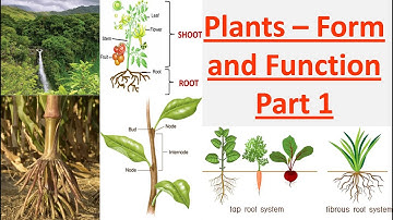 STD 6 Plants - Form & Function Part 1
