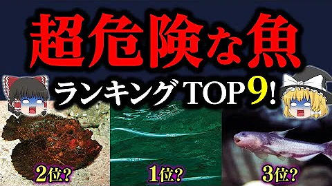 やばい魚 Mp3