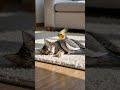 午後の光に包まれて...Sleeping cat 💤 猫の幸せな時間 #ChillVibes #猫好き #naptime