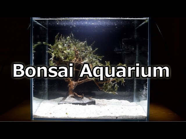 Bonsai Aquarium 盆栽流木の作り方【アクアリウム】 - YouTube