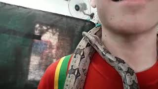 Cobra Venenosa Quase Mata Lucas Athaides Sufocado