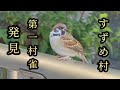 【すずめ日記】すずめ村全員集合