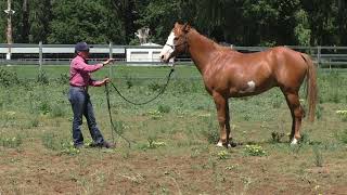 How to Get A Horse to Lunge and Stay Out of Your Space