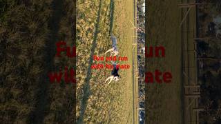 #husky #funny 🐾 **Meet the Majestic Husky: The Dog of Your Dreams#puppy #puppy #short #shortsfeed
