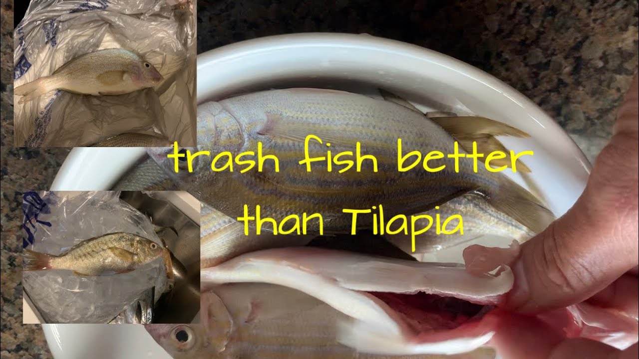 hapu fish taste hapu fish taste