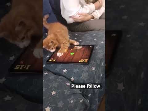 Oyuncu Kedi 🐈cute