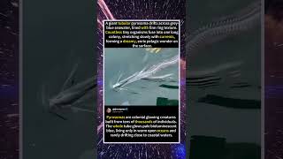 Rare Glowing Colonial Sea Creature Footage 🪼🌊#foryou #fyp #animals #funny