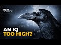 Pourquoi les corbeaux sont aussi intelligents que les humains de 7 ans