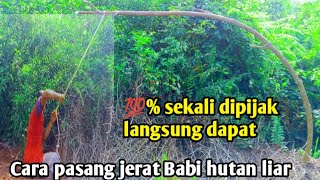 CARA PASANG JERAT BABI HUTAN LIAR