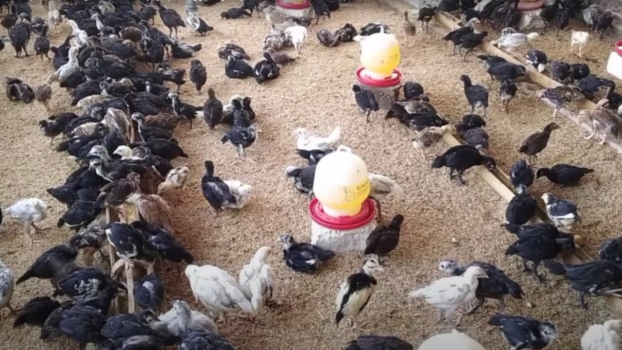 Mortalitas pada ternak ayam KUB dan upaya penanggulangannya 