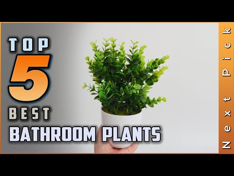 What Are Good Plants For The Bathroom?