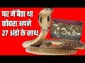 ||घर में मिला नाग और 27 अंडे||Cobra and 27 eggs found in the house||9755695959 kamal