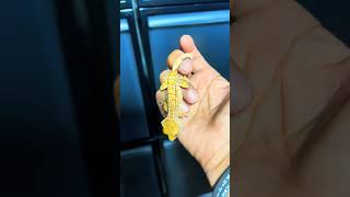 Grow baby grow! #reptiles #gecko #crestedgeckos #reptiles #pets #lizard #breeder