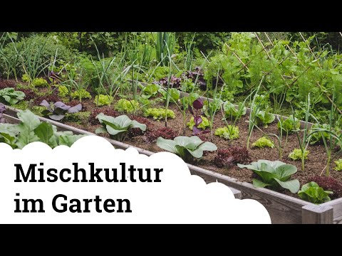 Video: Gute Begleiter für Rüben - Tipps zum Pflanzen in der Nähe von Rüben im Garten