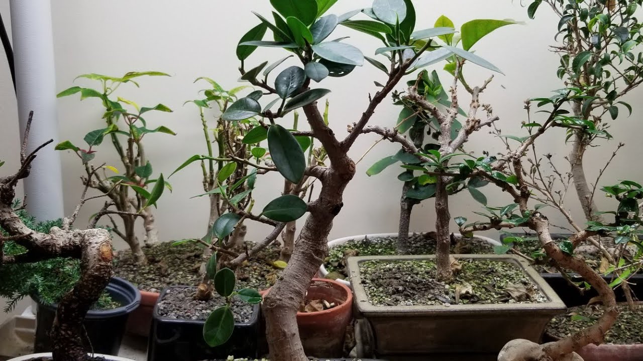 Green Island Ficus Bonsai  Selective Pruning