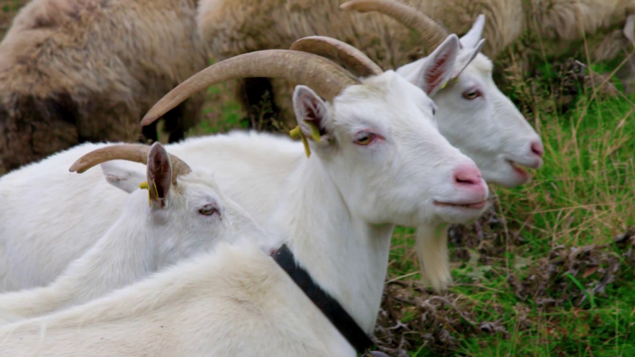 GREEN ROAD PROJECT "MOVIE" - DOKAP (with Turkish Subtitle)