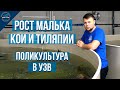 Рост малька Кои и Тиляпии. Поликультура в узв