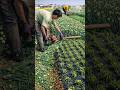 Why harvest scallions like this? 😮 #shorts