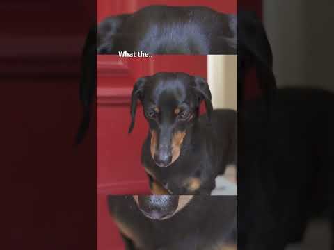 Video: Skvelý pes ukradne GoPro a naše srdcia