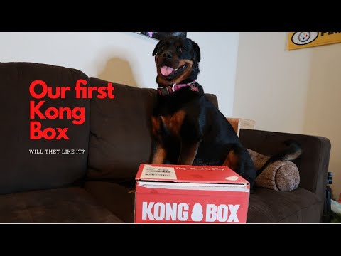 Our first KONG BOX | Unboxing