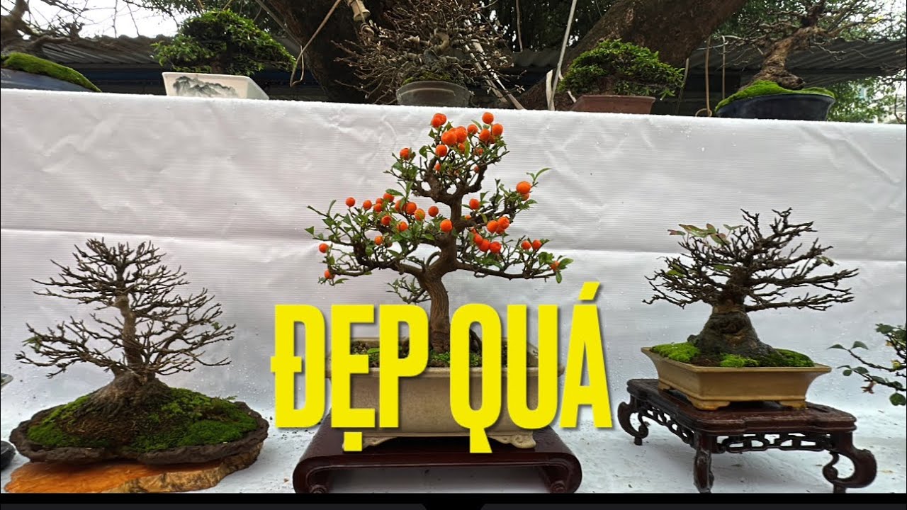 GIÀN BONSAI MINI SIÊU NHỎ CỰC ĐẸP TẠI ĐÌNH LÀNG TRIỀU KHÚC - TRƯNG BÀY BONSAI XUÂN 2026