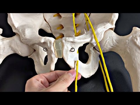 Nerve anatomy that can cause hip pain (English)