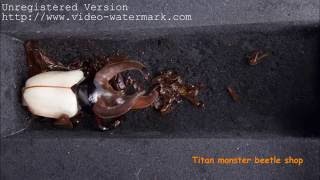 Monster came out!!!  Chalcosoma chiron kirbyi