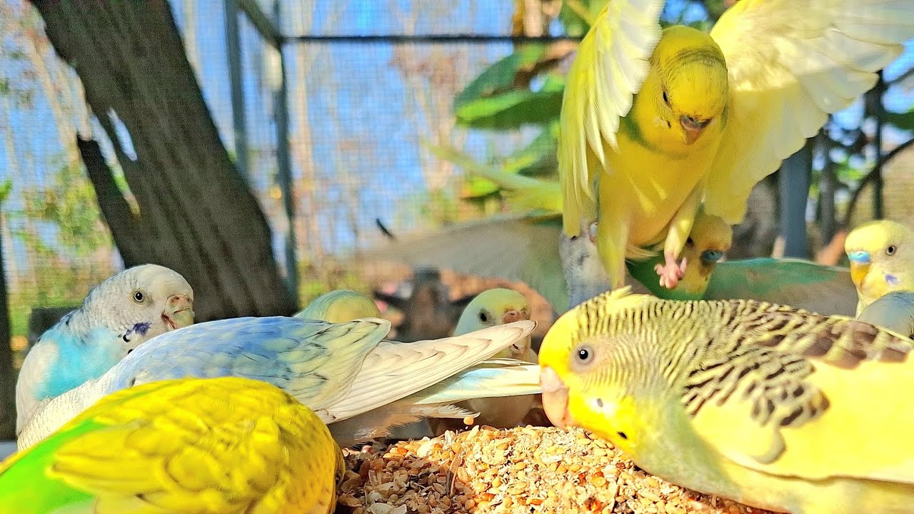 How did your bird react to this video? budgie sound. Parrot talking. 
