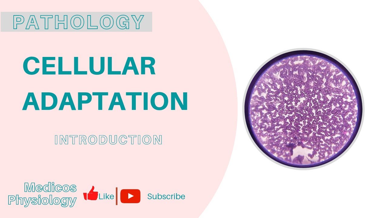 Cellular Adaptation - YouTube