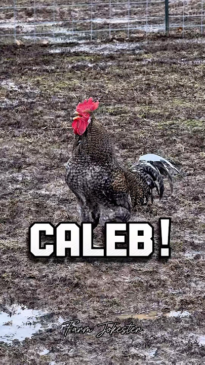 Caleb!, Ooooh Caleb!, Caaaleeeb!#caleb #backyardchickens #chickens #ducks #turkeys #geese