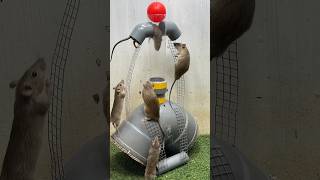 Best Mouse Trap Idea/Good Rat Trap From Plastic Pipe #Rattrap #Mousetrap #Rat