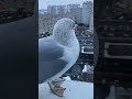 Чайка (Seagull)