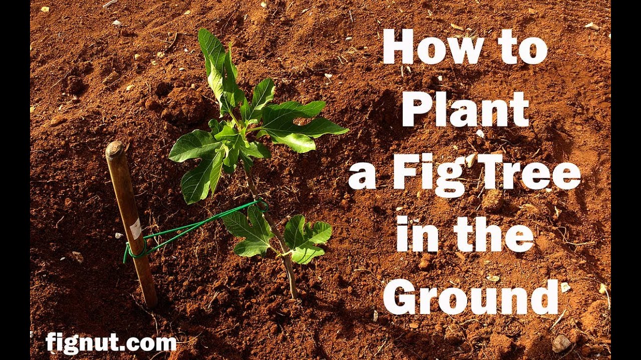 How to Plant a potted Fig Tree in the Ground YouTube